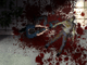 Infected Blood